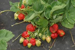 Клубника "ЧАМОРА ТУРУСИ" (6 шт.)